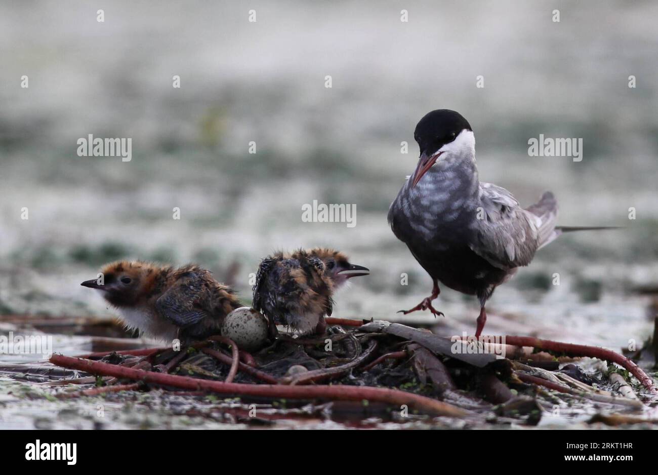 Nest markers. Tongue depressor sticks are used to mark each nest