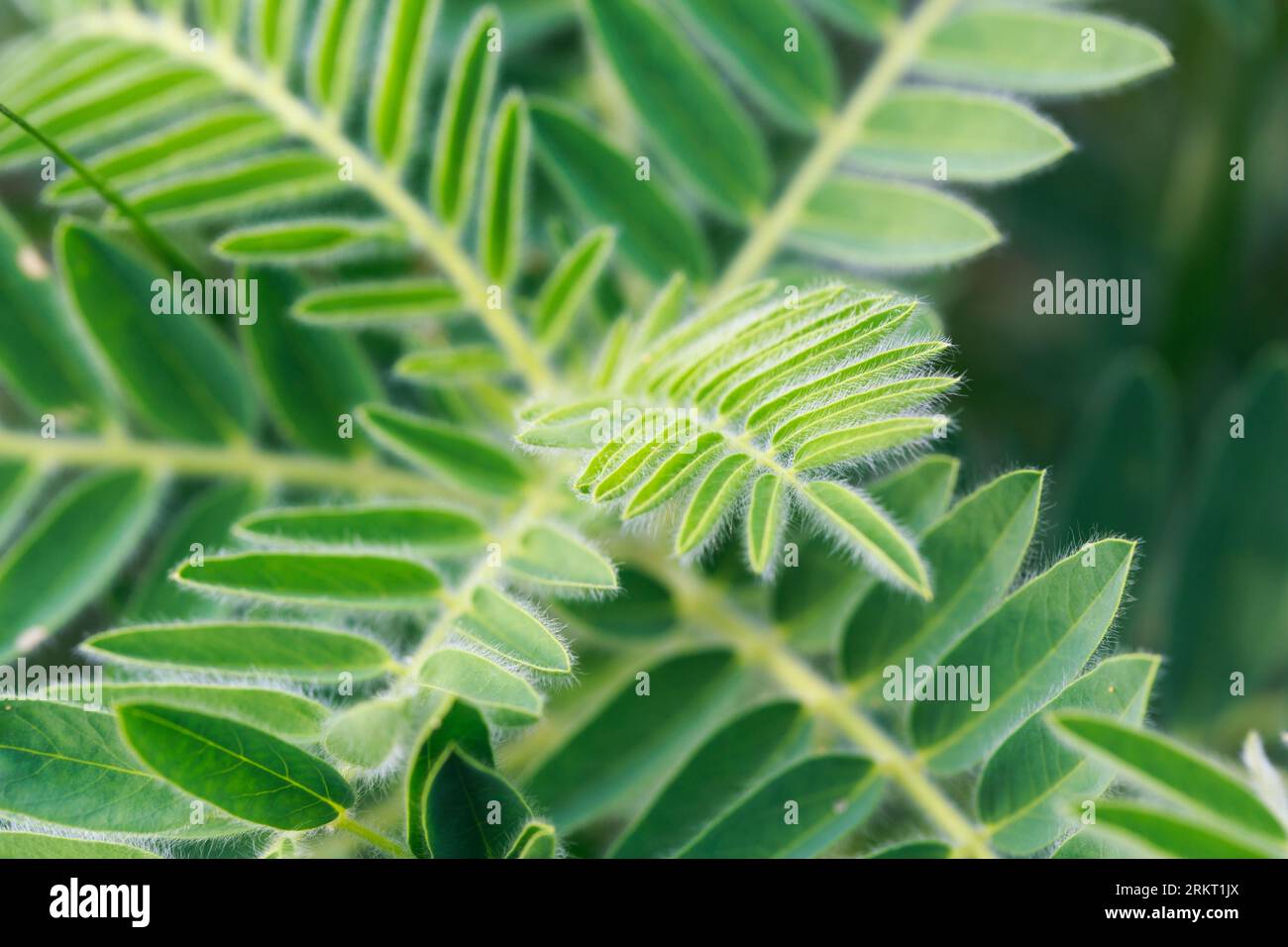 Astragalus close-up. Also called milk vetch, goat's-thorn or vine-like. Spring green background. Wild plant. Stock Photo