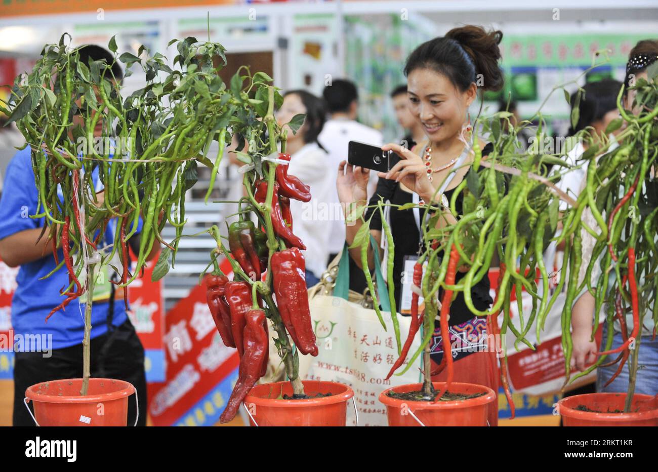 Bildnummer: 58348684  Datum: 14.08.2012  Copyright: imago/Xinhua (120814) -- URUMQI, Aug. 14, 2012 (Xinhua) -- A woman takes pictures of new breed of hot pepper at the 12th Xinjiang International Agriculture Fair in Urumqi, capital of northwest China s Xinjiang Uygur Autonomous Region, Aug. 14, 2012. The Fair, which kicked off on Tuesday, will last until Aug. 16. (Xinhua/Jiang Wenyao) (wjq) CHINA-XINJIANG-URUMQI-AGRICULTURE FAIR (CN) PUBLICATIONxNOTxINxCHN Wirtschaft Landwirtschaft Messe Landwirtschaftsmesse Paprika xbs x0x 2012 quer      58348684 Date 14 08 2012 Copyright Imago XINHUA  Urumqi Stock Photo