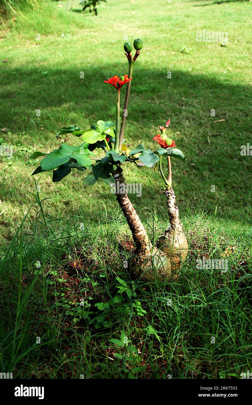 View of an unusual tropical succulent shrub Buddha Belly or Jatropha podagrica plant Stock Photo