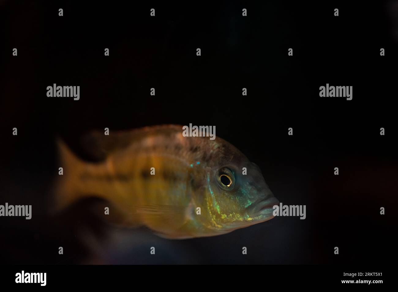 Close up of african cichlid showing its teeth isolated on a black background full color macrophotography Stock Photo