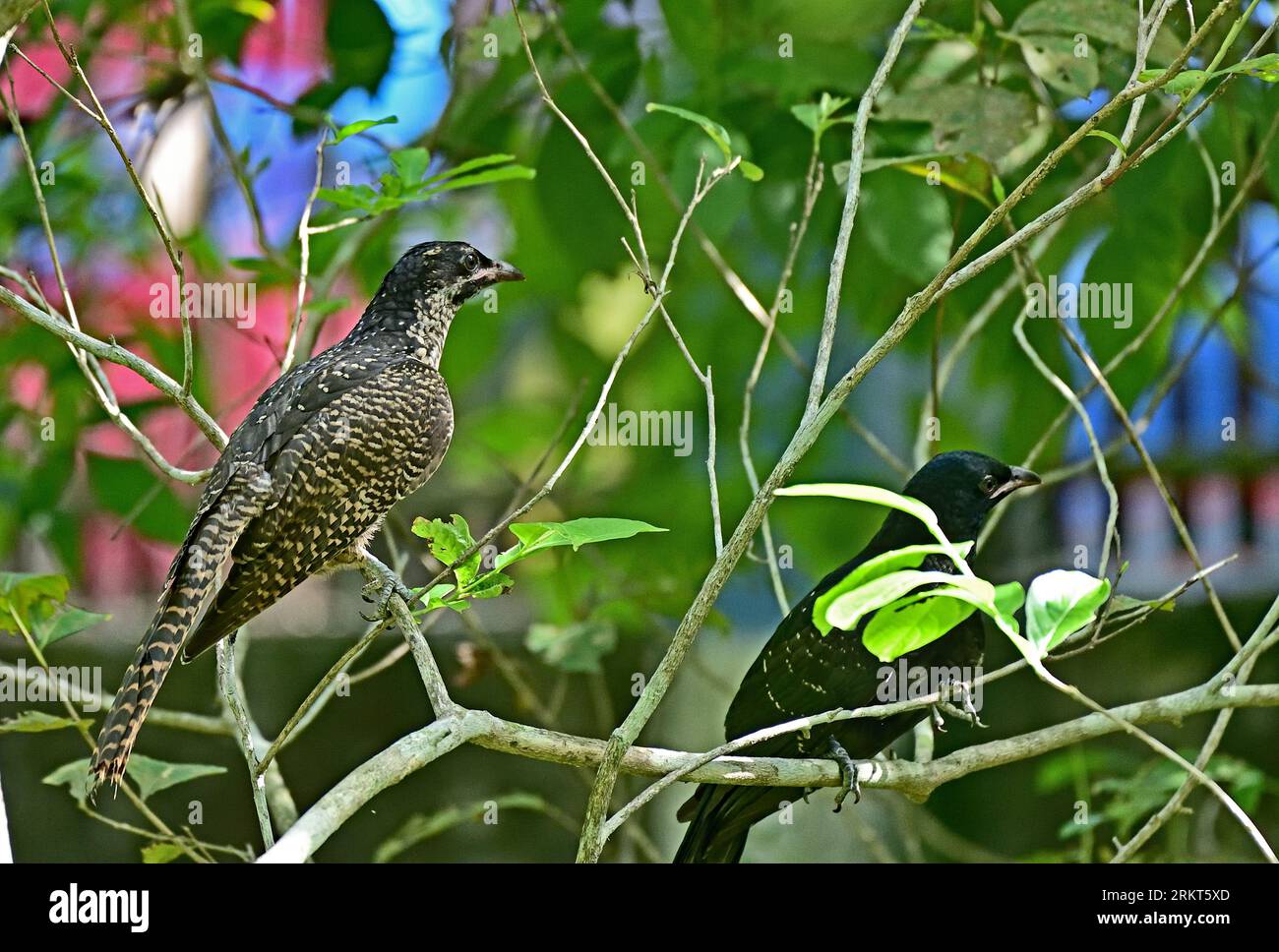Asian Koel Eudynamys scolopaceus, Female Stock Photo Alamy