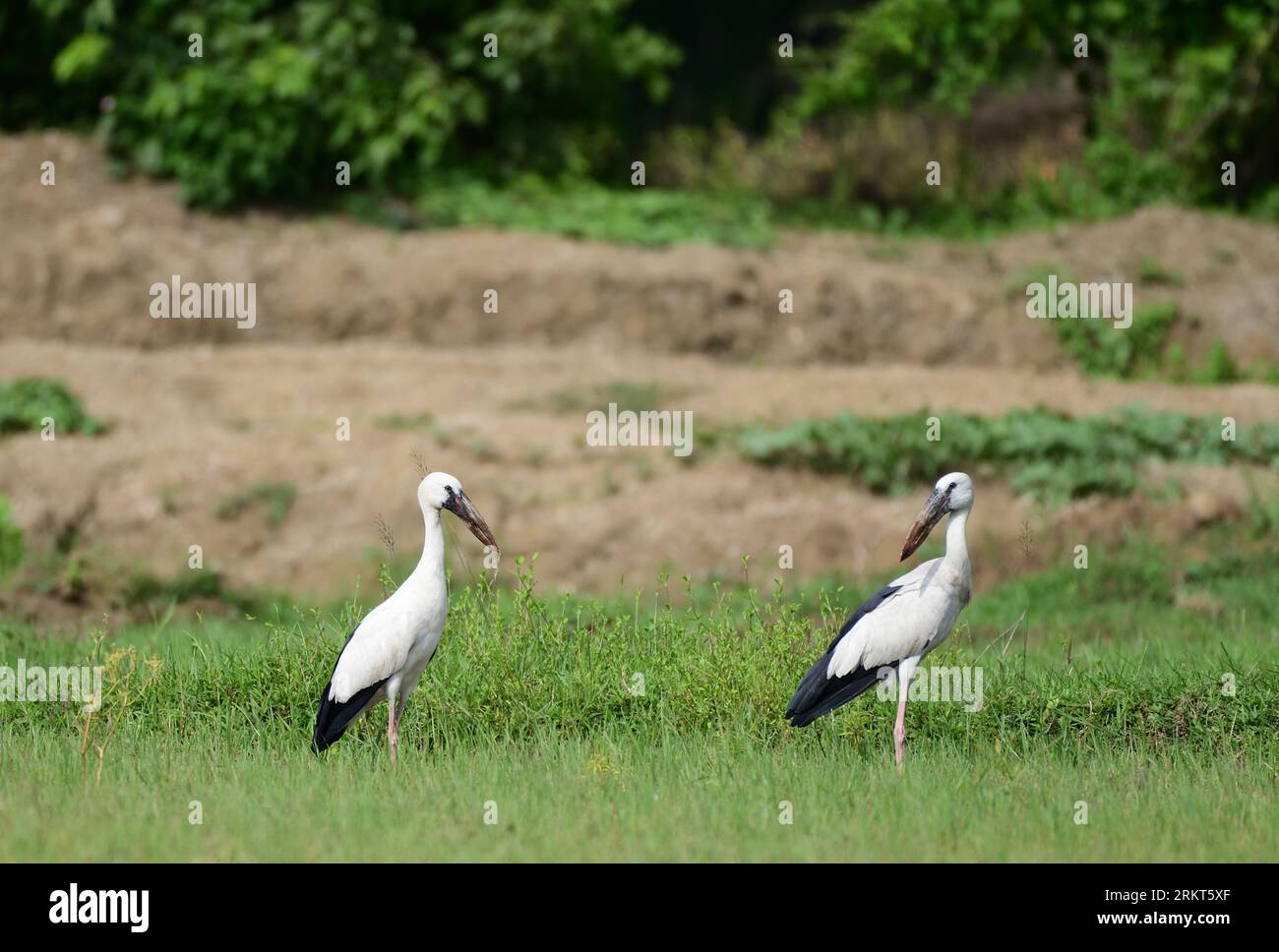 Asian Openbill Stork - Anastomus oscitans Stock Photo