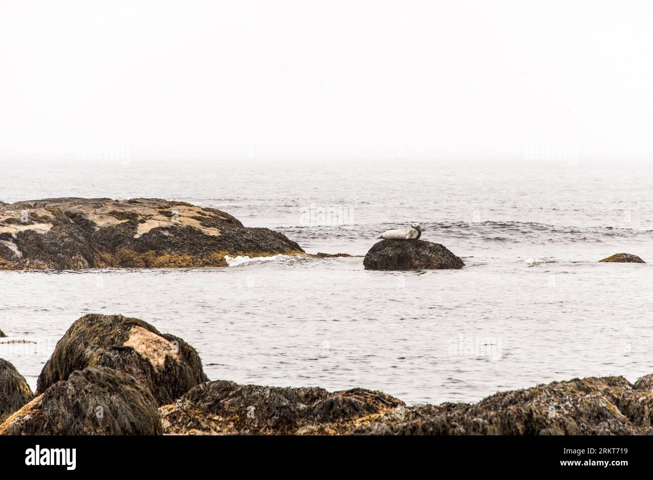 Exploring seals wildlife at the beach in the morning mist at Kejimkujik ...