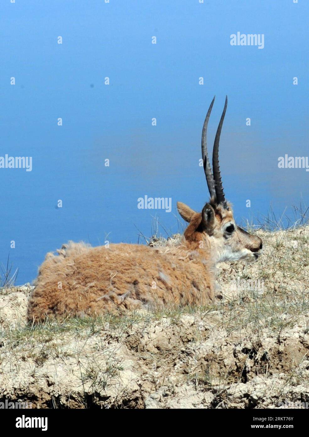 Bildnummer: 58393256  Datum: 27.08.2012  Copyright: imago/Xinhua GOLMUD, Aug. 27, 2012 - A Tibetan antelope rests at the fenced grassland of a rescue and care center for the endangered Tibetan antelopes in Hoh Xil, northwest China s Qinghai province, Aug. 27, 2012. The rescue and care center was built in 2003, offering fenced area, shelter and medical treatment for the endangered animals. So far, a total of 339 rare animals, including 251 Tibetan antelopes have received care at the center, and most of the animals have been released into the wild after recovery. Now 26 Tibetan antelopes still l Stock Photo