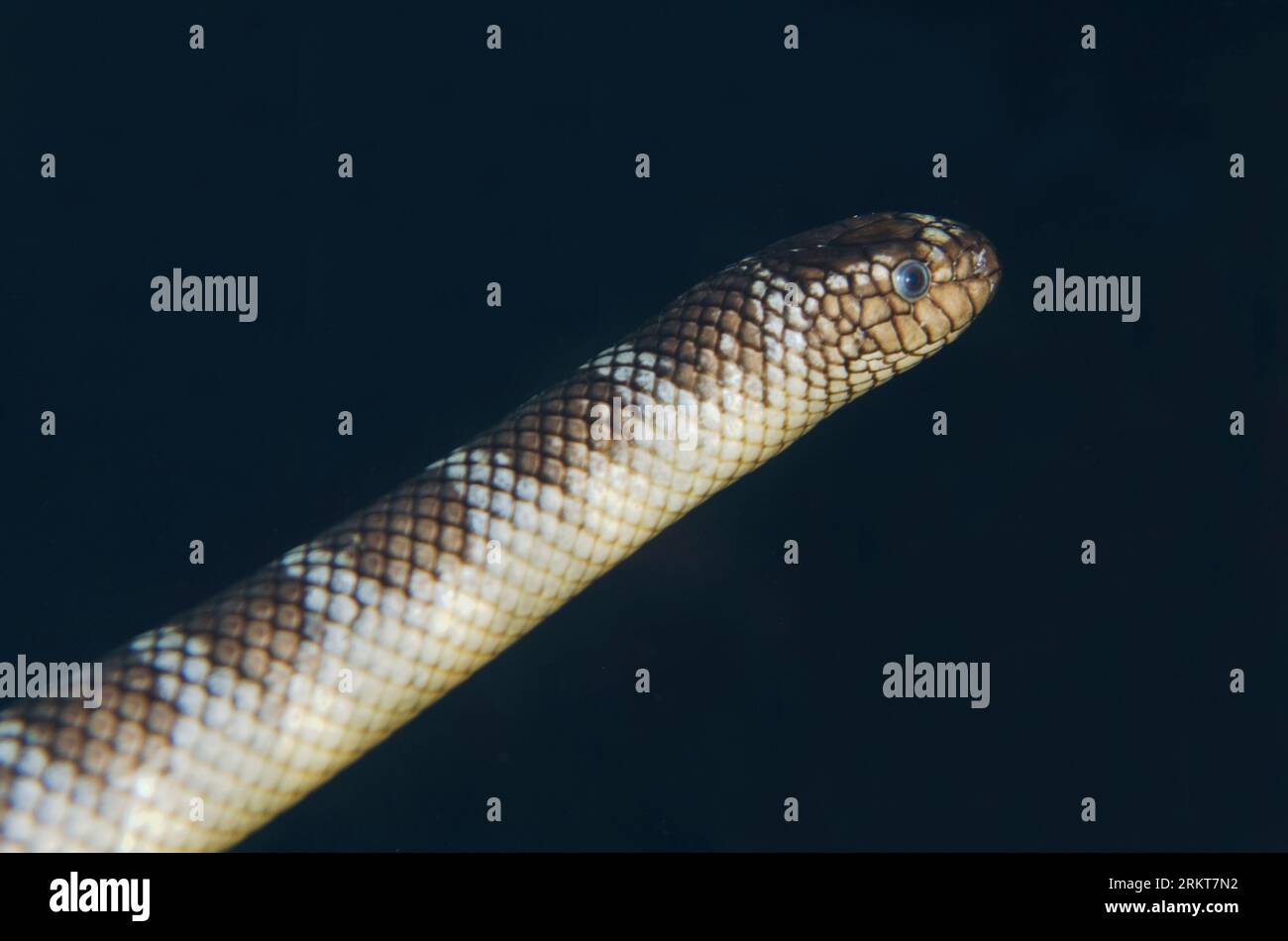 Swimming Chinese Sea Snake, Laticauda semifasciata, Snake Ridge dive site, Gunung Api, Manuk, Maluku, Banda Sea, Indonesia Stock Photo