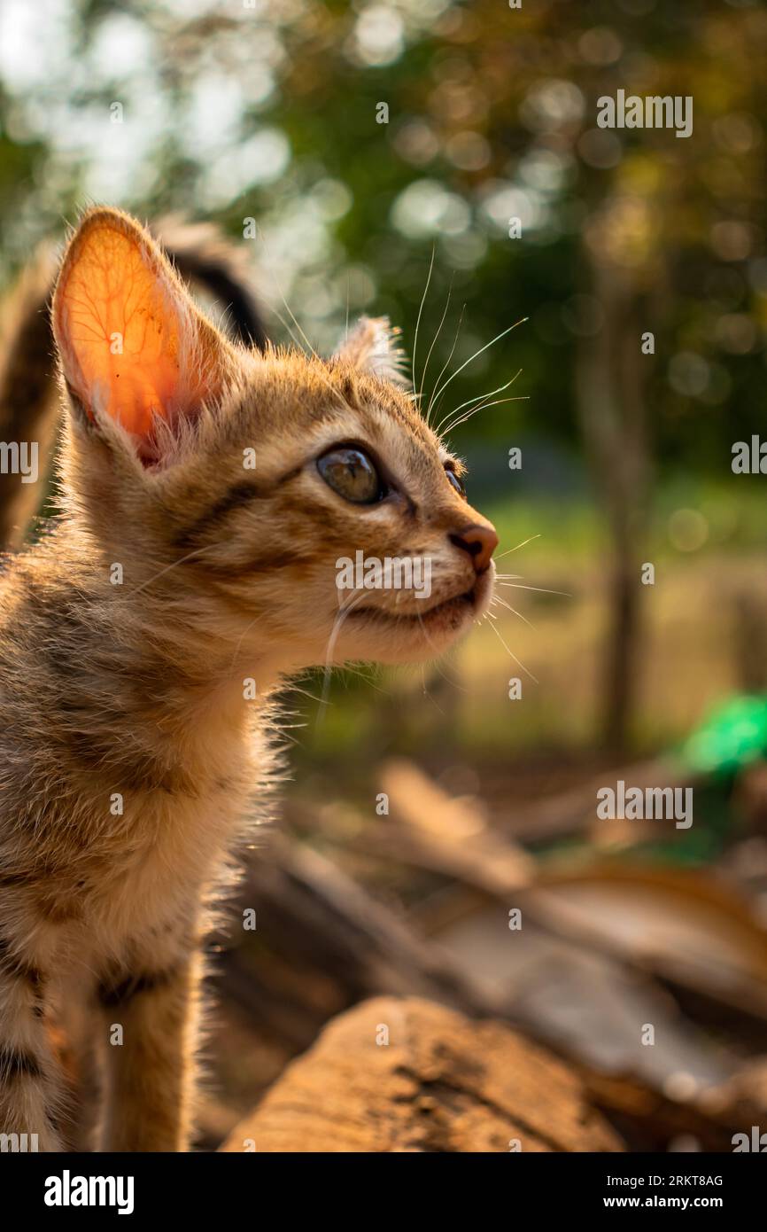 Curious cat, happy feline, natural wildlife, small to medium-sized, outdoor portrait. Stock Photo