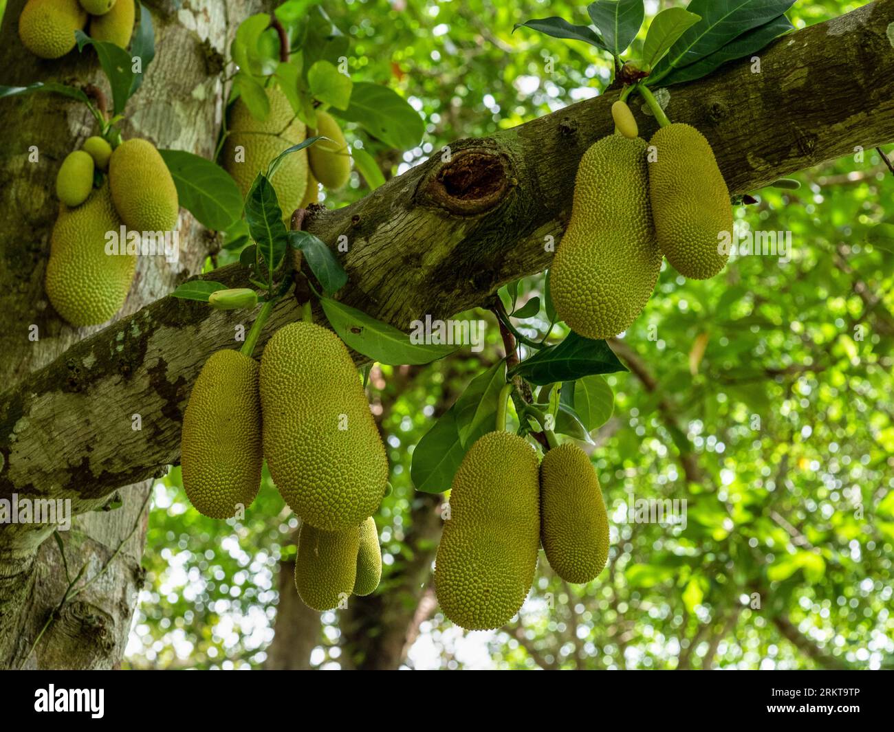 Jackfruit growing on jackfruit tree in forest, Thailand Stock Photo Alamy