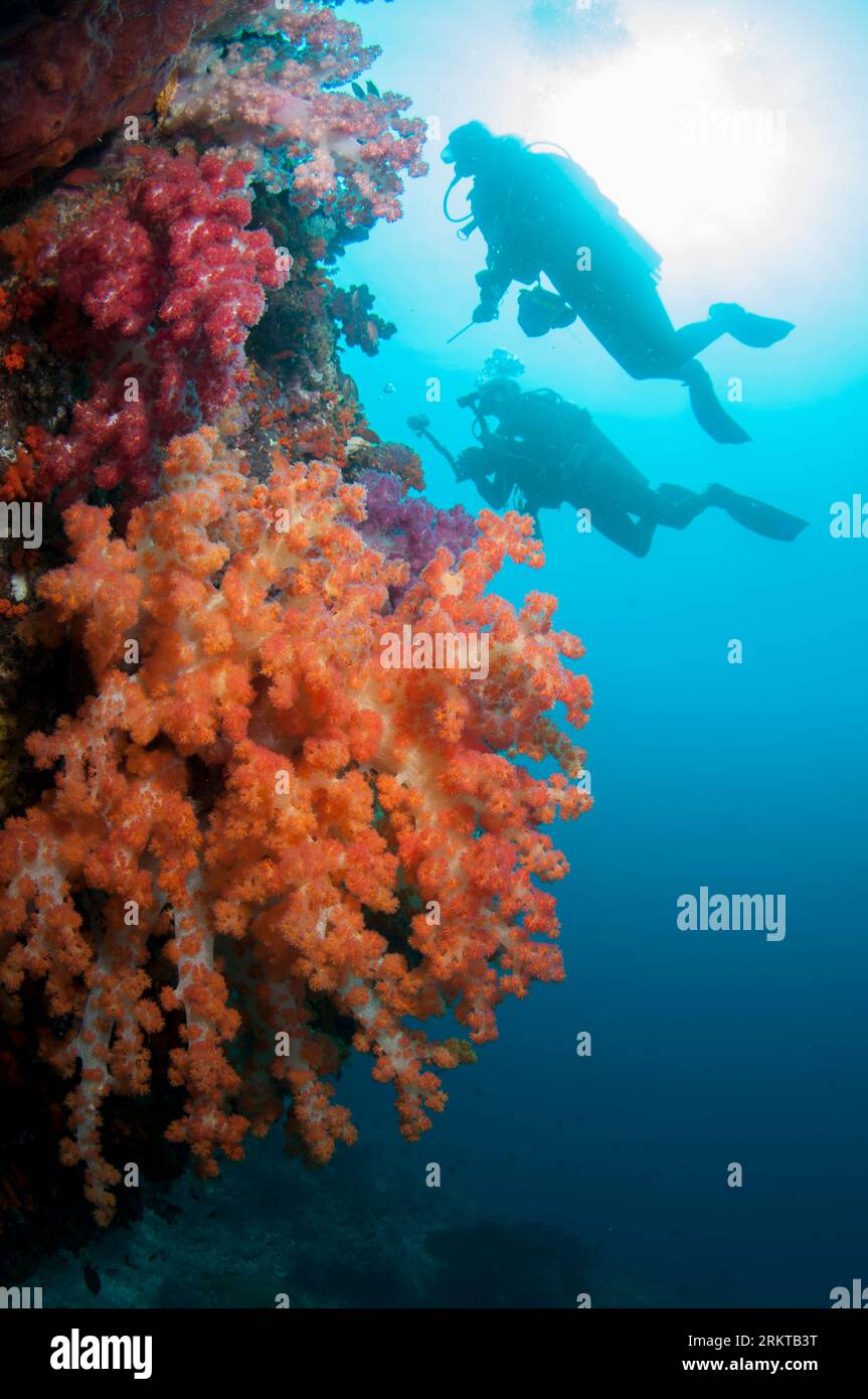 Glomerate Tree Coral, Spongodes sp, with divers and sun in background, Magic Mountain dive site, Warakaraket, Misool, Raja Ampat, West Papua, Indonesi Stock Photo