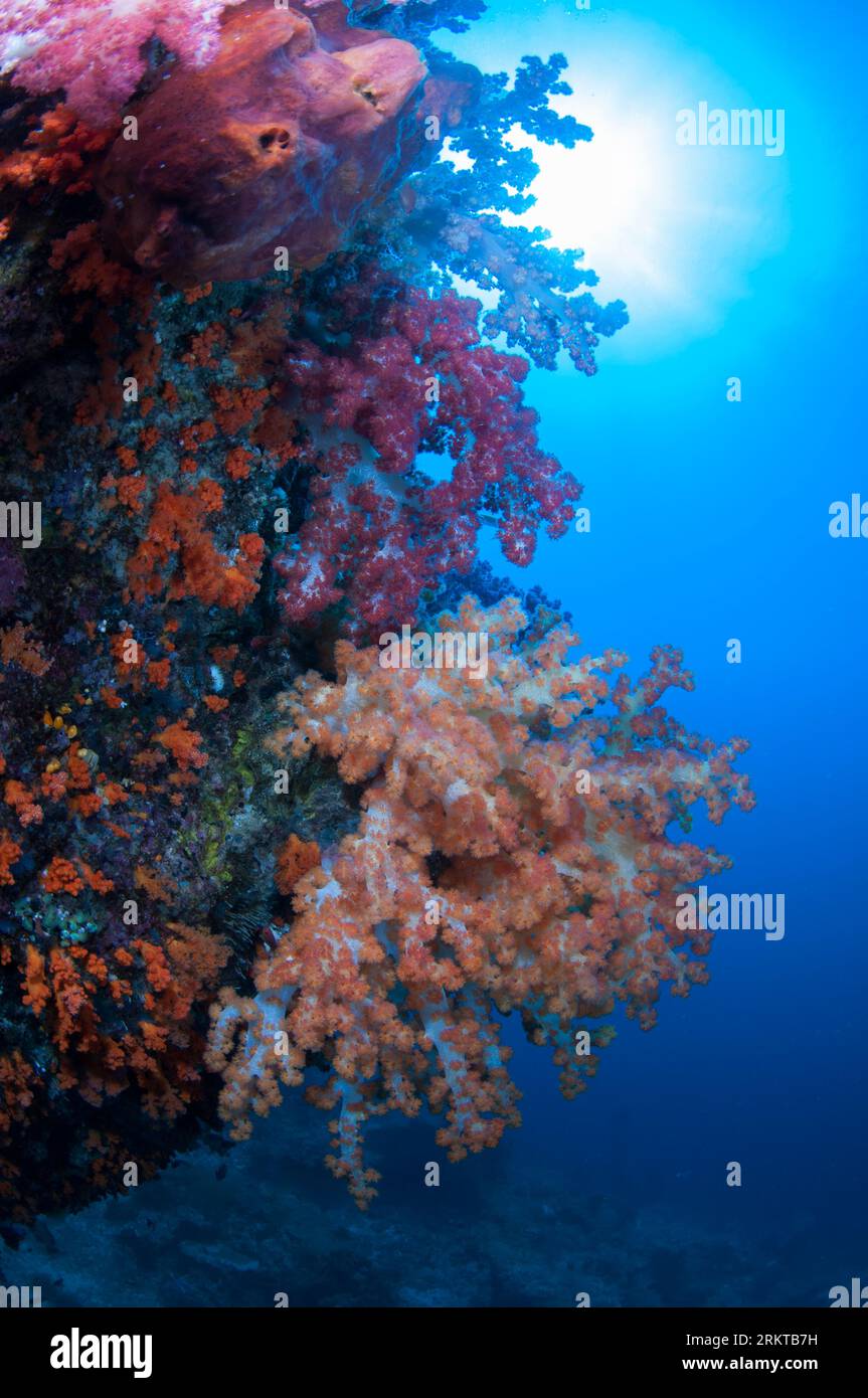 Glomerate Tree Coral, Spongodes sp, with sun in background, Magic Mountain dive site, Warakaraket, Misool, Raja Ampat, West Papua, Indonesia Stock Photo