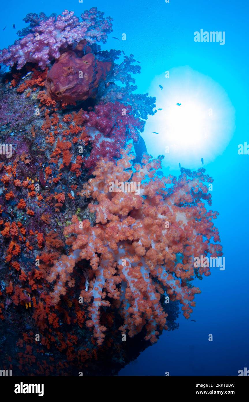 Glomerate Tree Coral, Spongodes sp, with sun in background, Magic Mountain dive site, Warakaraket, Misool, Raja Ampat, West Papua, Indonesia Stock Photo