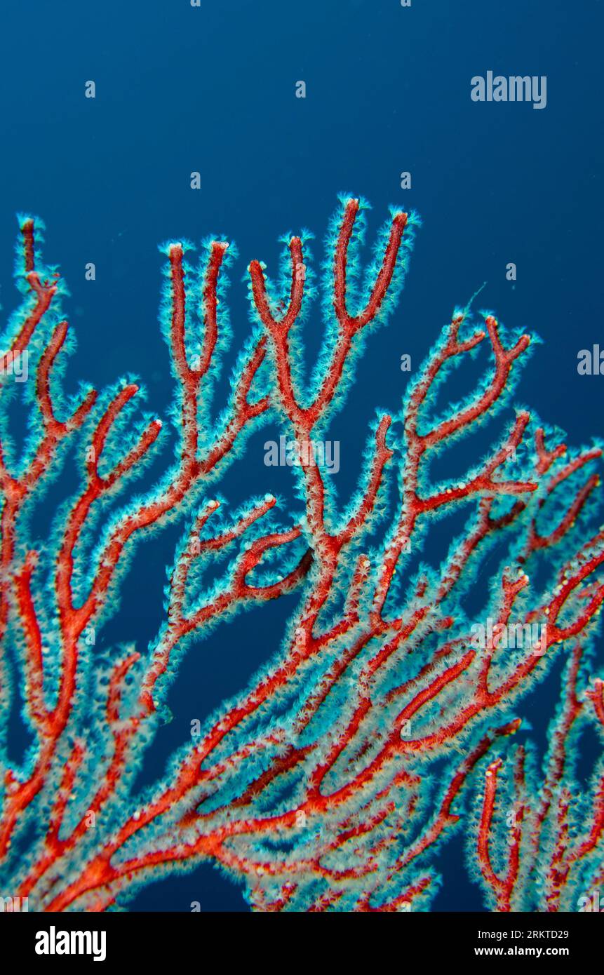 Sea Fan, Melithaea sp, with polyps, Andiamo dive site, Daram, Misool, Raja Ampat, West Papua, Indonesia Stock Photo
