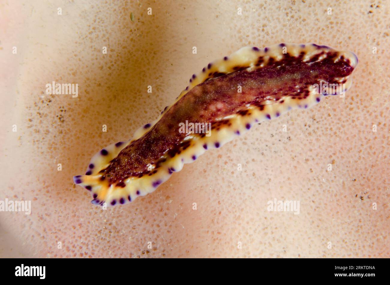 Flatworm, Pseudoceros sp, on Sponge, Porifera Phylum, Two Tree Island dive site, Sagof, Misool, Raja Ampat, West Papua, Indonesia Stock Photo
