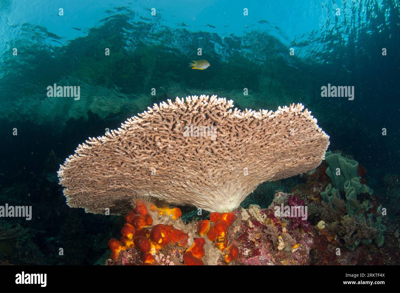 Golden Damsel, Amblyglyphidodon aureus, above Staghorn Coral, Acropora robusta, with island in background, Kerua Channel dive site, Penemu Island, Raj Stock Photo