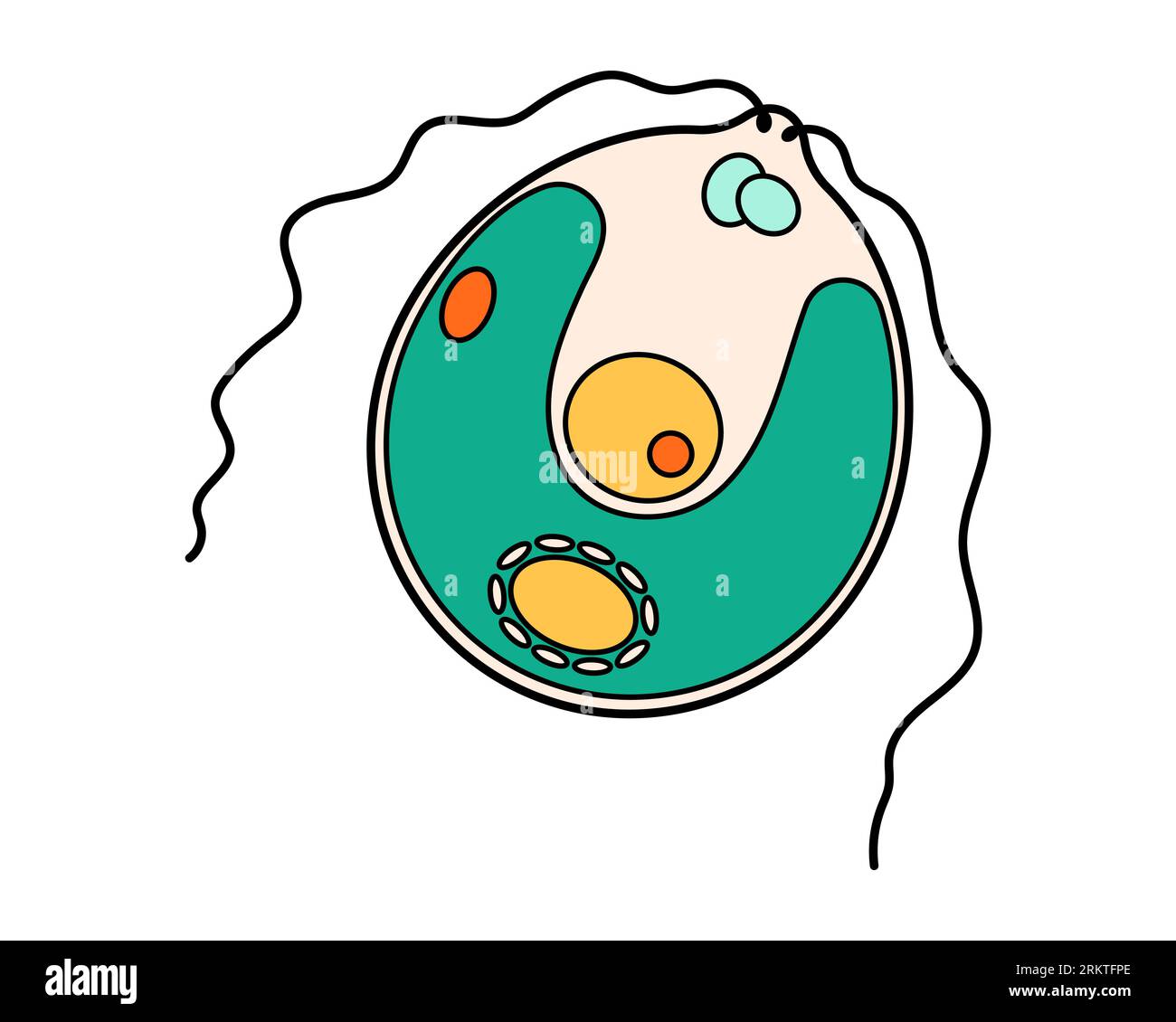 Chlamydomonas proteus science icon with nucleus, vacuole, contractile. Biology education laboratory cartoon protozoa organism. Bold bright unicellular Stock Vector