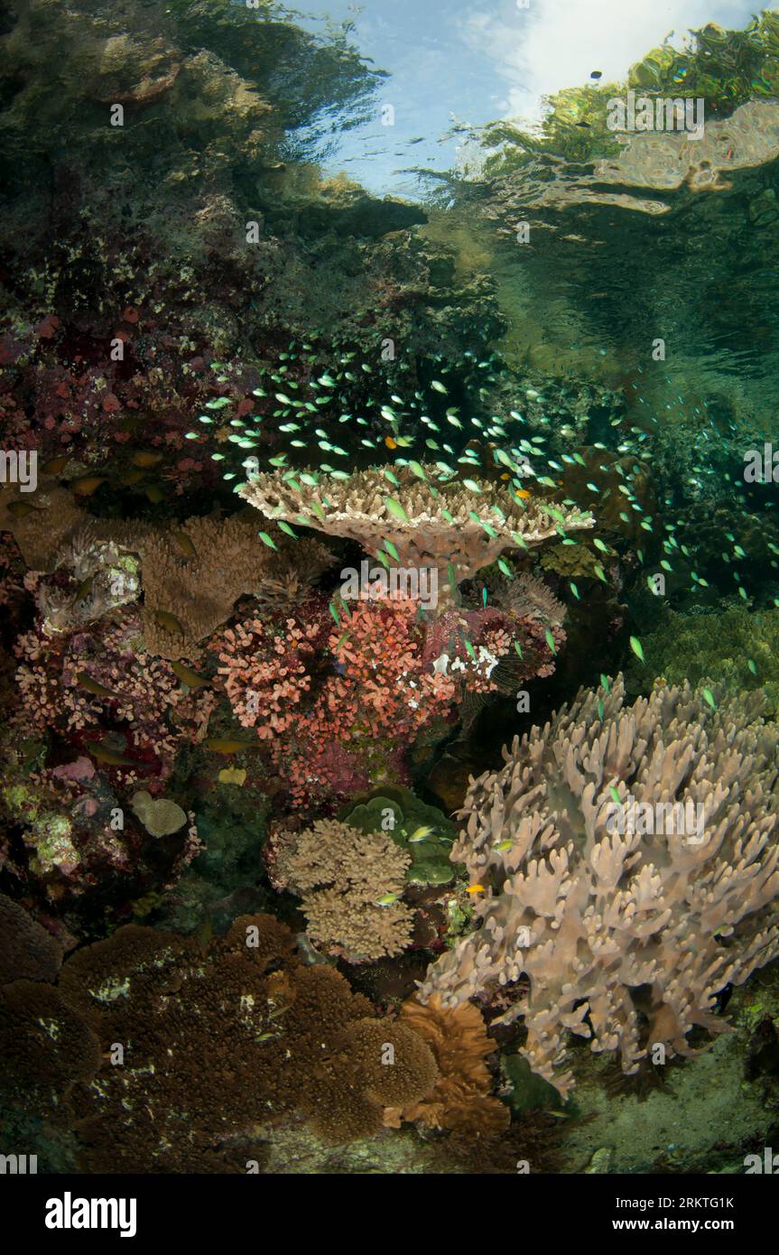 School of Chromis Damselfish, Chromis sp, in Staghorn Coral, Acropora sp, with island in background, Kerua Channel dive site, Penemu Island, Raja Ampa Stock Photo