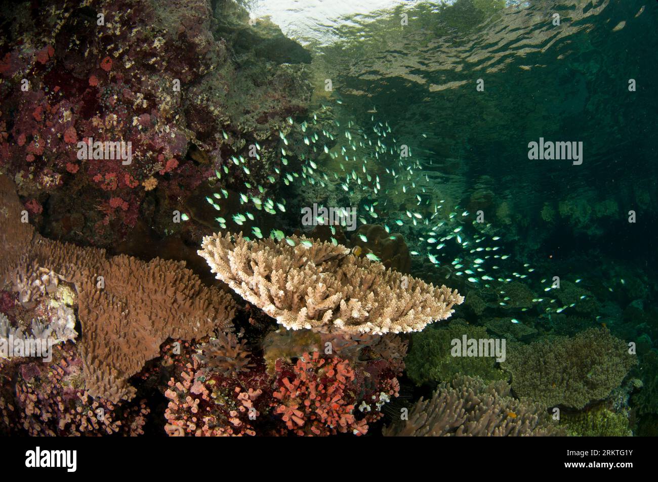 School of Chromis Damselfish, Chromis sp, in Staghorn Coral, Acropora sp, with island in background, Kerua Channel dive site, Penemu Island, Raja Ampa Stock Photo