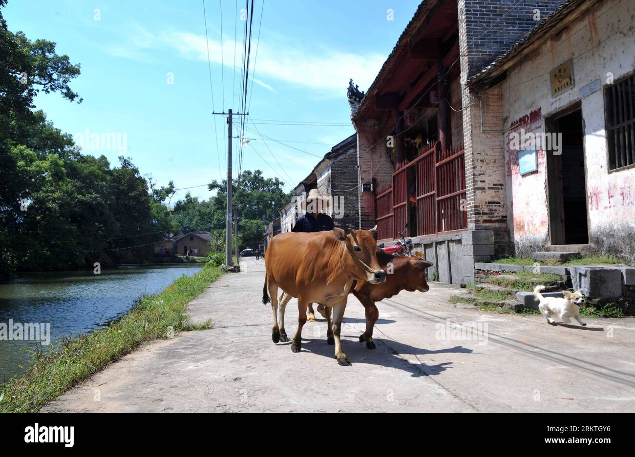 Bildnummer: 58477453  Datum: 16.09.2012  Copyright: imago/Xinhua (120916) -- GONGCHENG, Sept. 16, 2012 (Xinhua) -- A villager drives cattle in Yangxi Village, Xiling Town of Gongcheng Yao Autonomous County, southwest China s Guangxi Zhuang Autonomous Region, Sept. 16, 2012. Yangxi is a small village, 2.5 kilometers north of the town hall of Xiling, featuring nearly 30 architectures of ancient styles. There are some 900 villagers living in Yangxi, whose ancestors at first removed from Guangxi s neighboring Guangdong Province to the place half a kilometer away from Yangxi some 600 years ago. Aft Stock Photo