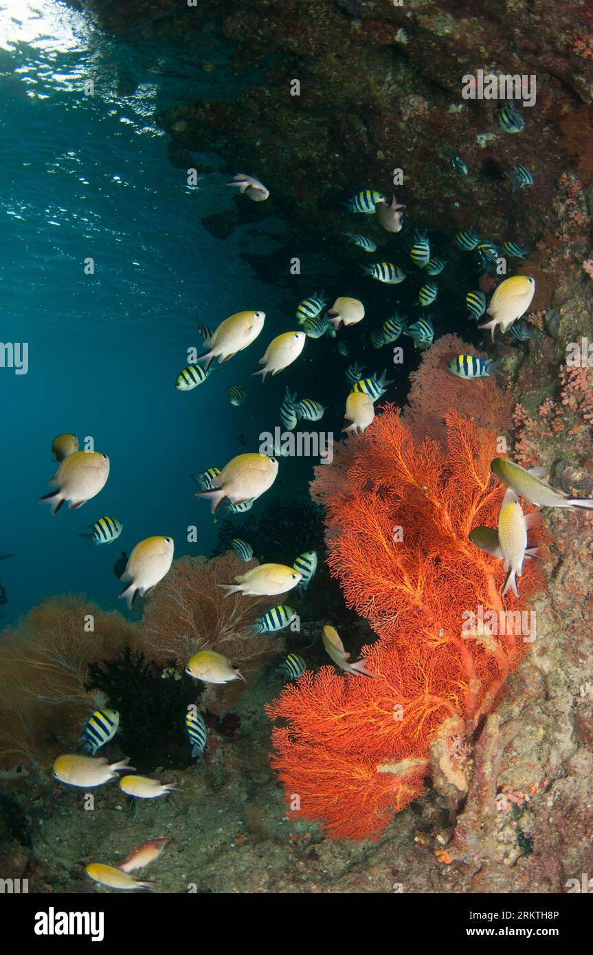 Damselfish, Chromis sp, and Indo-Pacific Sergeant Damselfish, Abudefduf vaigiensis, with Sea Fan, Melithaea sp, Batu Rufos dive site, Penemu Island, R Stock Photo