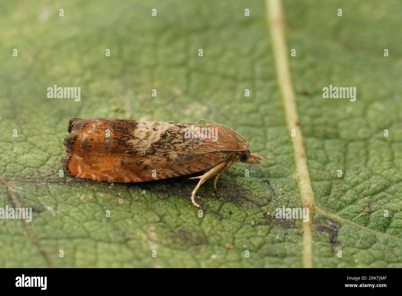 Colorful detailed closeup on the the rusty oak tortricid moth, Cydia amplana , sitting on a green leaf Stock Photo
