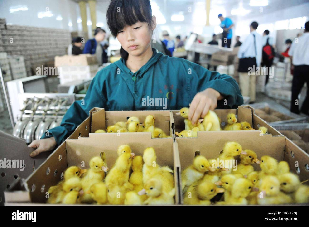 Ente zucht hires stock photography and images Alamy