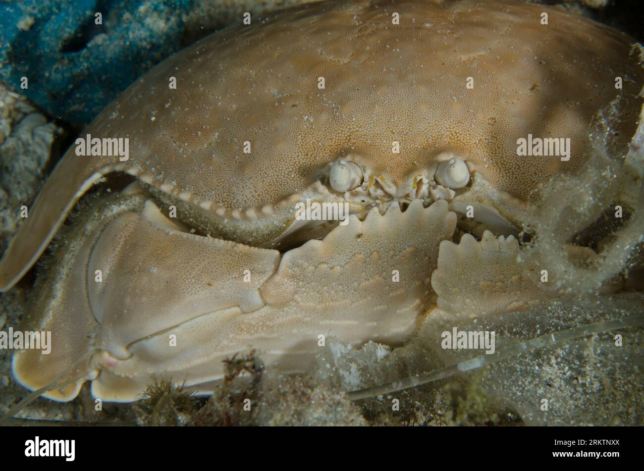 Box Crab, Calappa calappa, night dive, Sakokreng dive site, Dampier Straits, Raja Ampat, West Papua, Indonesia Stock Photo