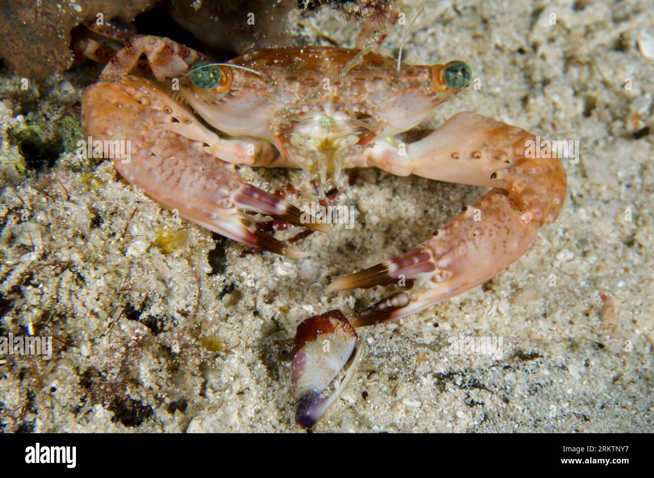 Swimming Crab, Charybdis sp, with Cone Shell, Conus sp, night dive, Sakokreng dive site, Dampier Strait, Raja Ampat, West Papua, Indonesia Stock Photo