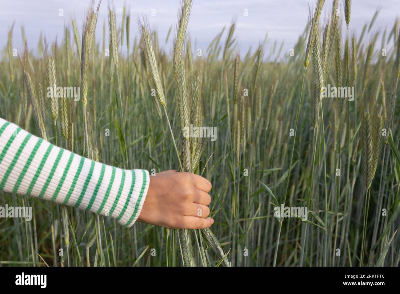A child in a striped sweatshirt holds ears of corn against the background of a grain field. Stock Photo