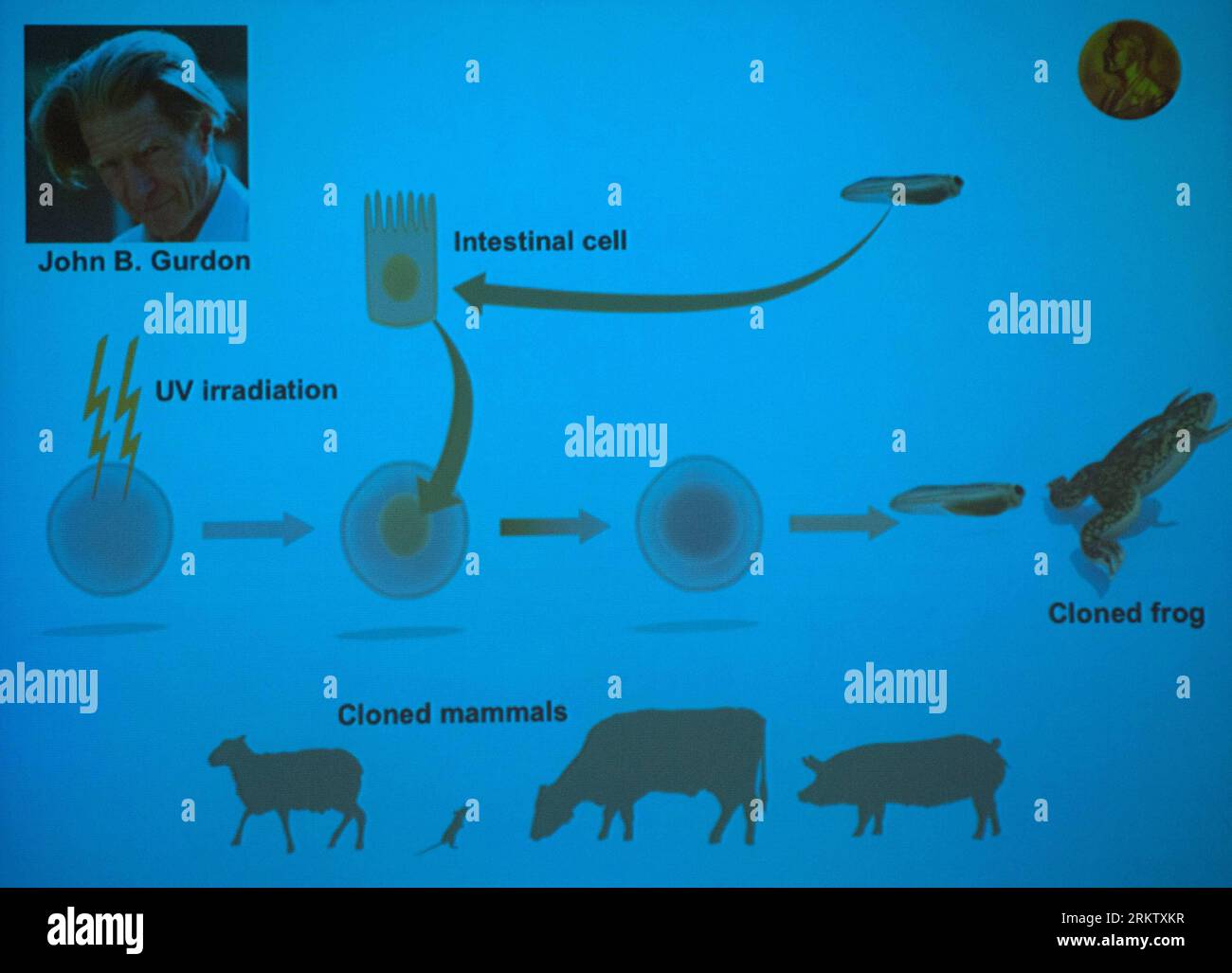 Gurdon nobel hires stock photography and images Alamy