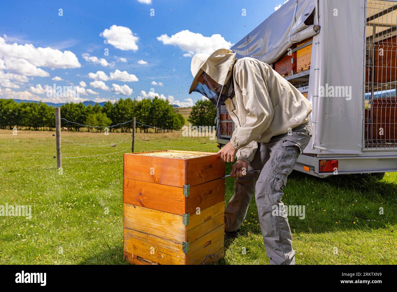 Inspecting Insect Inspecting insects hi-res stock photography and images - Alamy