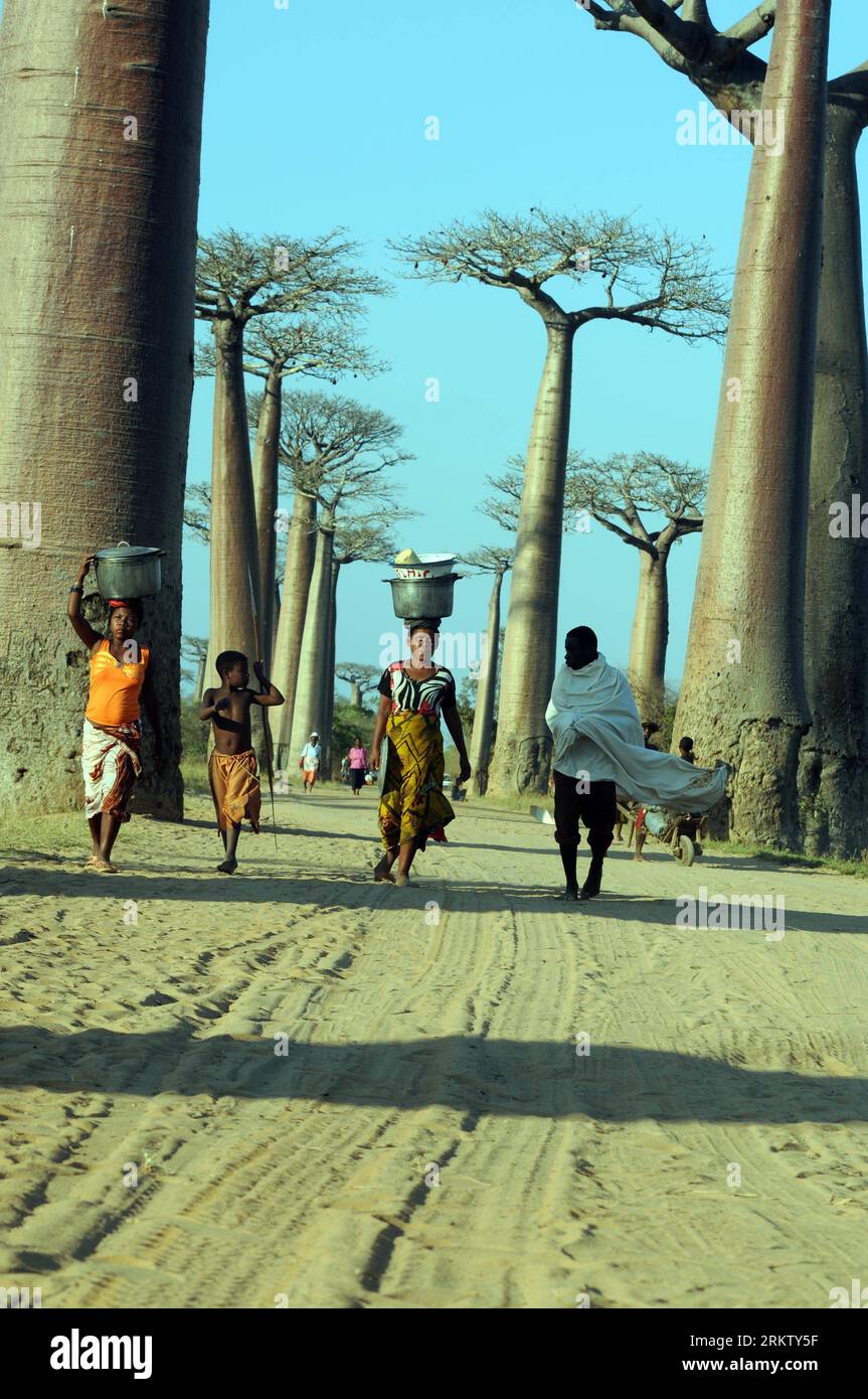 Bildnummer: 58567304  Datum: 07.10.2012  Copyright: imago/Xinhua People walk in the avenue of the baobabs in the Menabe region, west of Madagascar on Oct. 7, 2012. The baobab tree is a symbol of Madagascar and the avenue of the baobabs is one of the most visted places in Madagascar. (Xinhua/He Xianfeng) (bxq) MADAGASCAR-MENABE-BAOBABS PUBLICATIONxNOTxINxCHN Reisen Madagaskar Afrika Baobab Baum xjh x0x 2012 hoch     58567304 Date 07 10 2012 Copyright Imago XINHUA Celebrities Walk in The Avenue of The Baobabs in The  Region WEST of MADAGASCAR ON OCT 7 2012 The Baobab Tree IS a symbol of MADAGASC Stock Photo