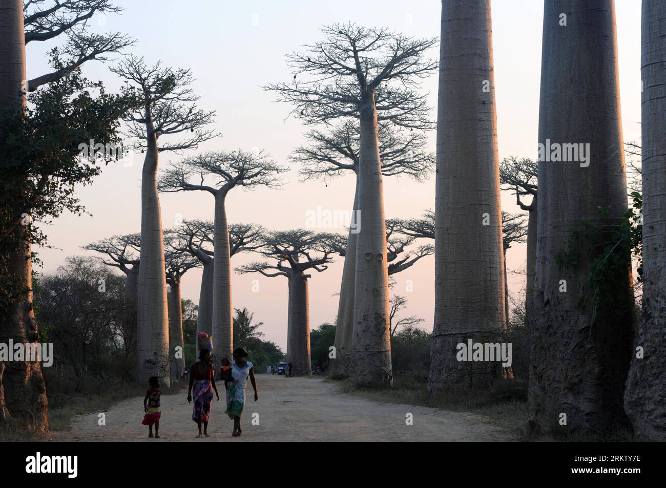 Bildnummer: 58567303  Datum: 07.10.2012  Copyright: imago/Xinhua People walk in the avenue of the baobabs in the Menabe region, west of Madagascar on Oct. 7, 2012. The baobab tree is a symbol of Madagascar and the avenue of the baobabs is one of the most visted places in Madagascar. (Xinhua/He Xianfeng) (bxq) MADAGASCAR-MENABE-BAOBABS PUBLICATIONxNOTxINxCHN Reisen Madagaskar Afrika Baobab Baum xjh x0x 2012 quer     58567303 Date 07 10 2012 Copyright Imago XINHUA Celebrities Walk in The Avenue of The Baobabs in The  Region WEST of MADAGASCAR ON OCT 7 2012 The Baobab Tree IS a symbol of MADAGASC Stock Photo