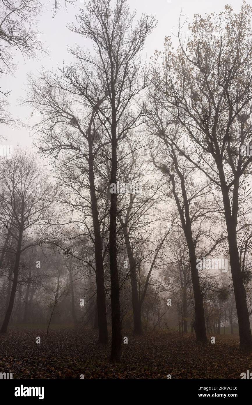 Trees in the park at the end of autumn in cloudy dreary weather, trees without foliage in late autumn and early winter Stock Photo