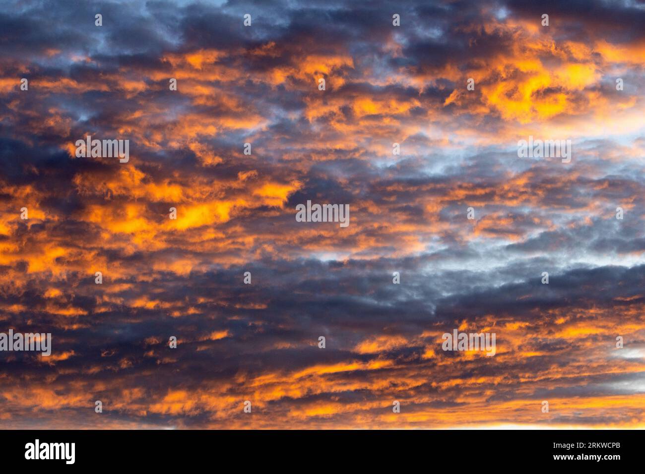 The first light of day lights up a layer of altocumulus clouds during the rainy season in Ruaha National Park. Stock Photo