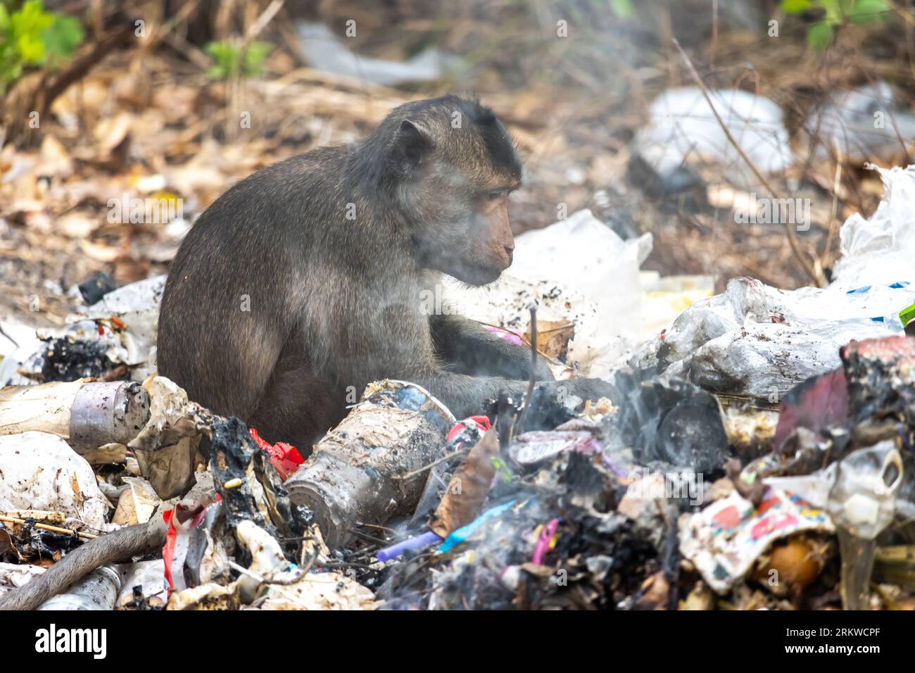 A macaque search food on a smoldering pile of garbage Stock Photo