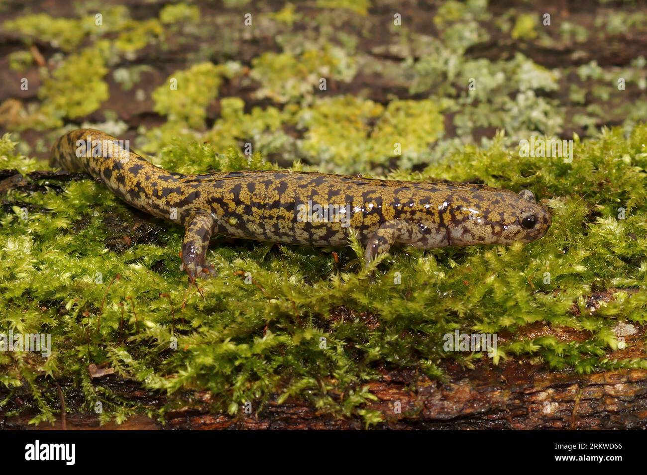 Detailed closeup on a male of the colorful and rare Hondo streamside salamander, Hynobius kimurae on green moss Stock Photo