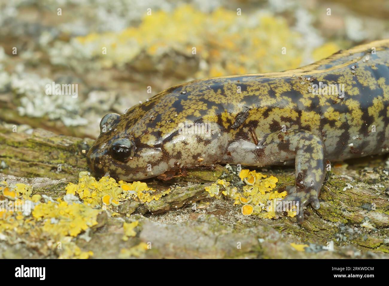 Colorful closeup on a male of the colorful and rare Hondo streamside salamander, Hynobius kimurae, sitting on a piece of wood Stock Photo
