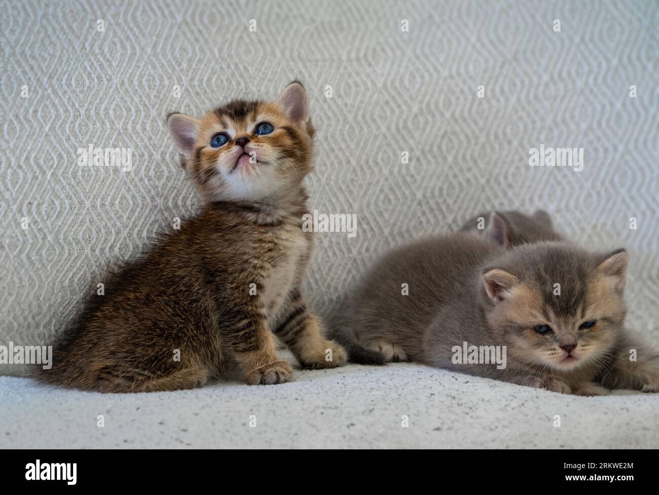 A newborn stray cat kitten in the nest. Stock Photo