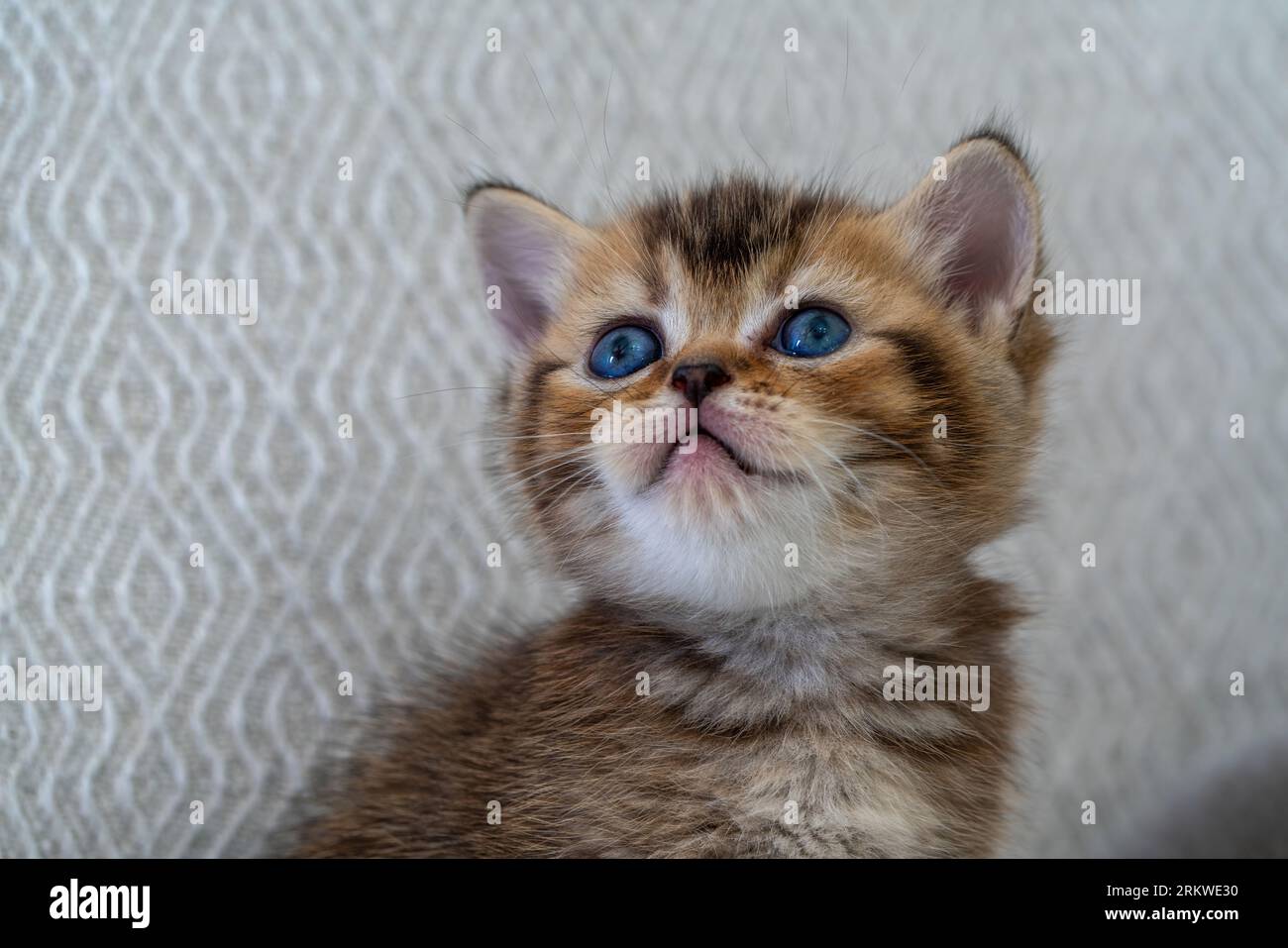 A newborn stray cat kitten in the nest Stock Photo Alamy