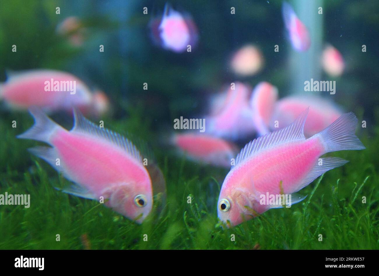 Bildnummer: 58672756  Datum: 07.11.2012  Copyright: imago/Xinhua (121107) -- TAIPEI, Nov. 7, 2012 (Xinhua) -- Photo taken on Nov. 7, 2012 shows newly-bred fluorescent fish in Taipei, southeast China s Taiwan. (Xinhua) (lfj) CHINA-TAIPEI-FLUORESCENT FISH (CN) PUBLICATIONxNOTxINxCHN Gesellschaft Fisch Zierfisch Tier neue neuartige Züchtung floureszierend x0x xdd 2012 quer      58672756 Date 07 11 2012 Copyright Imago XINHUA  Taipei Nov 7 2012 XINHUA Photo Taken ON Nov 7 2012 Shows newly Bred fluorescent Fish in Taipei South East China S TAIWAN XINHUA  China Taipei fluorescent Fish CN PUBLICATION Stock Photo