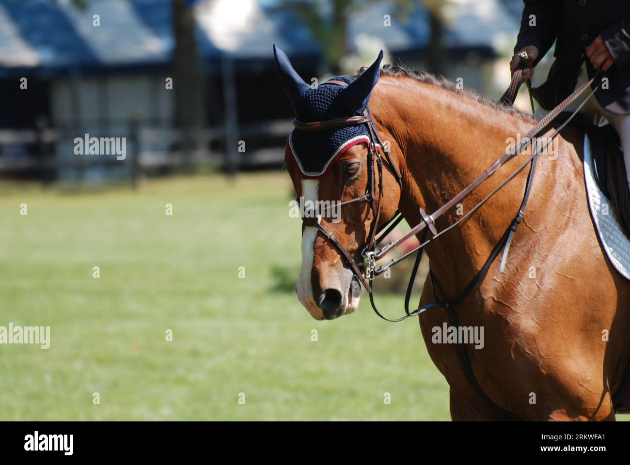 Double reins on a show horse at a horse show Stock Photo Alamy