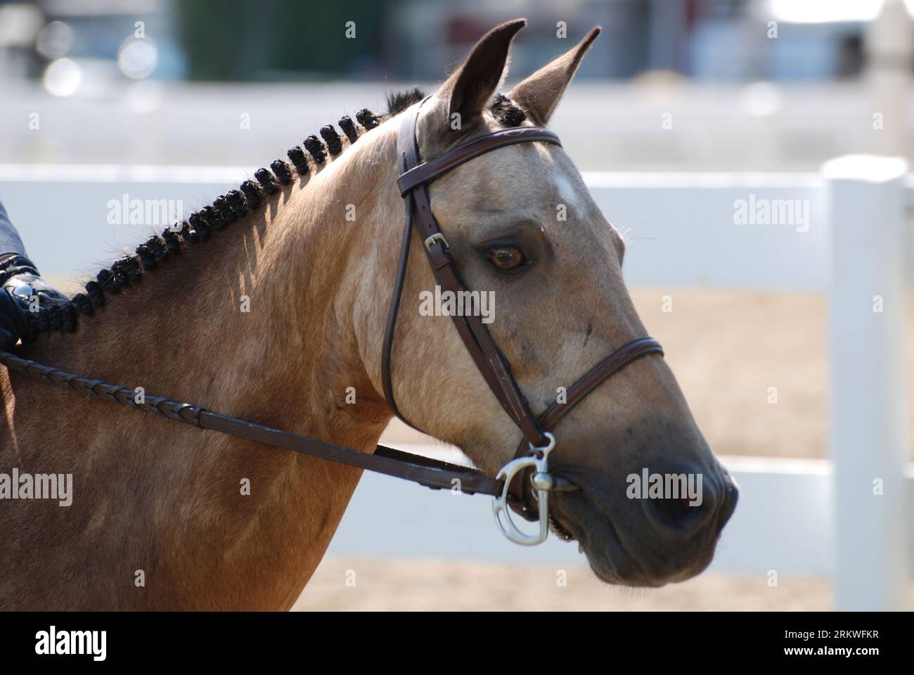 Gorgeous strawberry roan Arabian horse under saddle at a horse show. Stock Photo