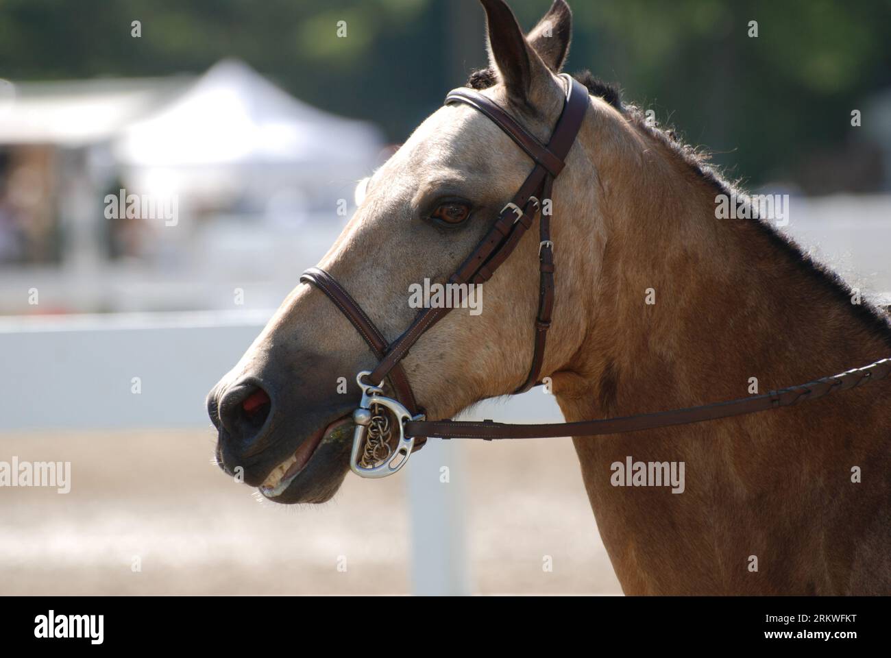 Beautiful roan pony braided and ready at a hunter horse show. Stock Photo