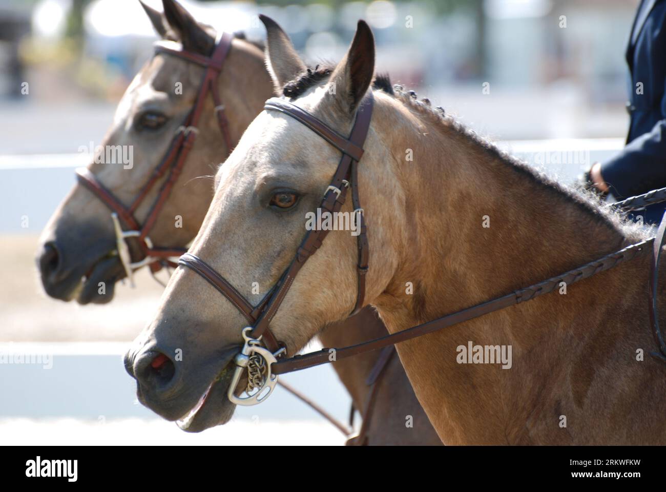 Twin pair of roan horses under saddle that look like twins Stock Photo ...
