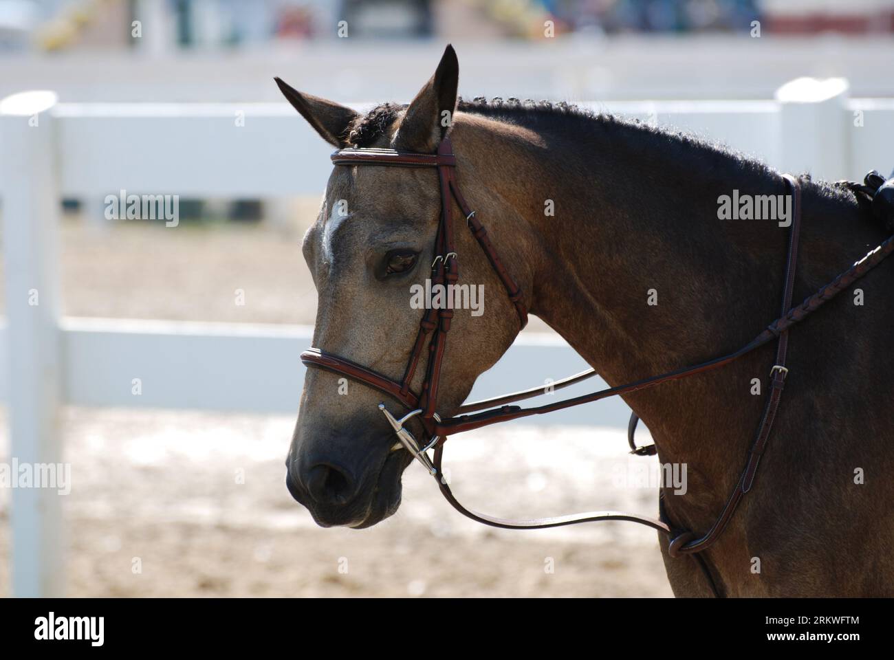 Beautiful sweet roan pony in the show ring during the summer. Stock Photo