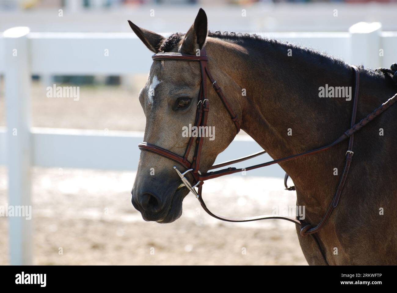 Sweet strawberry roan Arabian horse under saddle in the summer time. Stock Photo