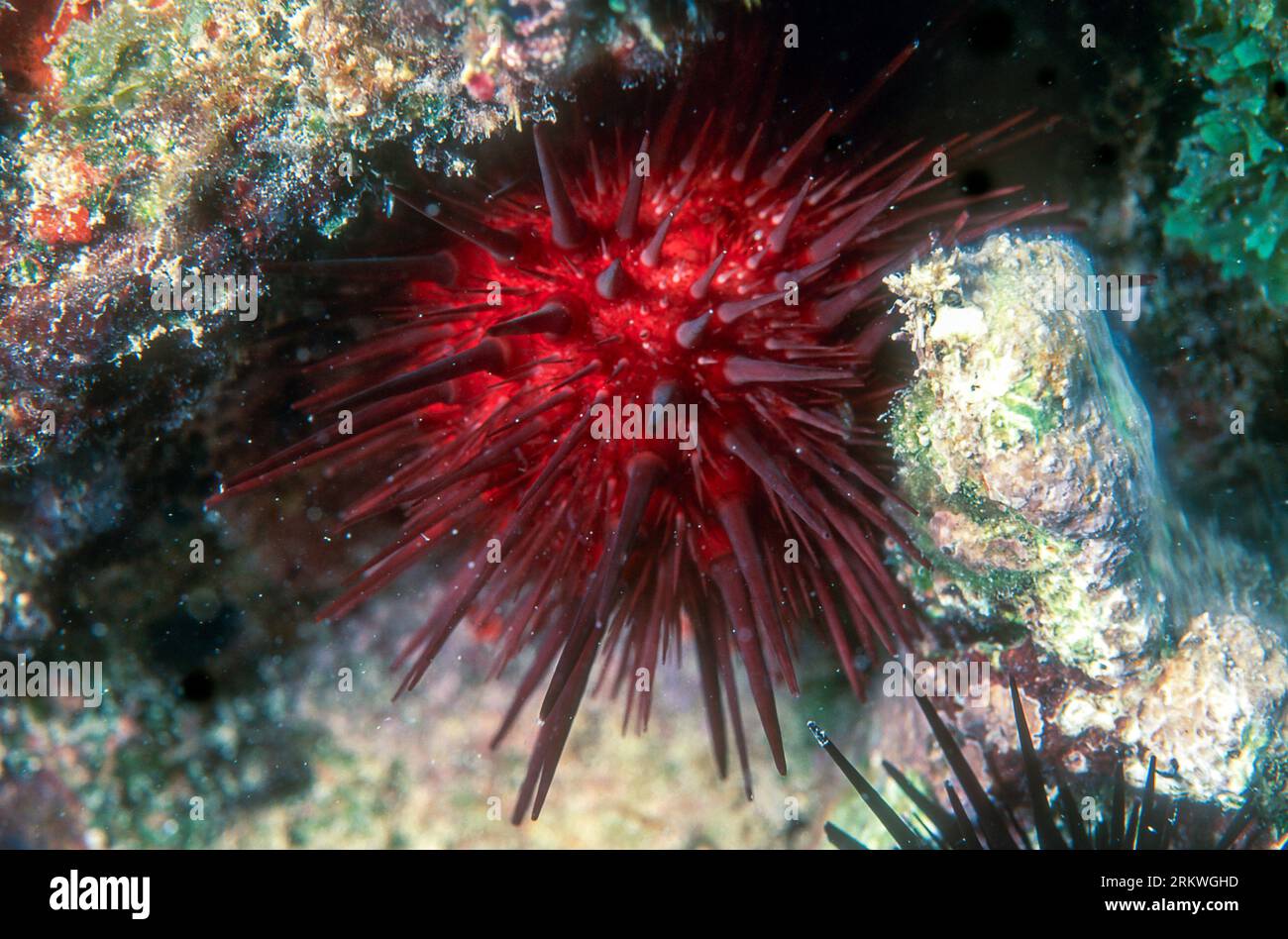 Atlantic rock-boring urchin (Echinometra lucunter) from Puerto Rico, the Caribbean. Stock Photo