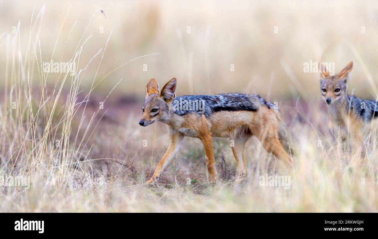 Black-backed jackals (Canis mesomelas) from Maasai Mara, Kenya. Stock Photo