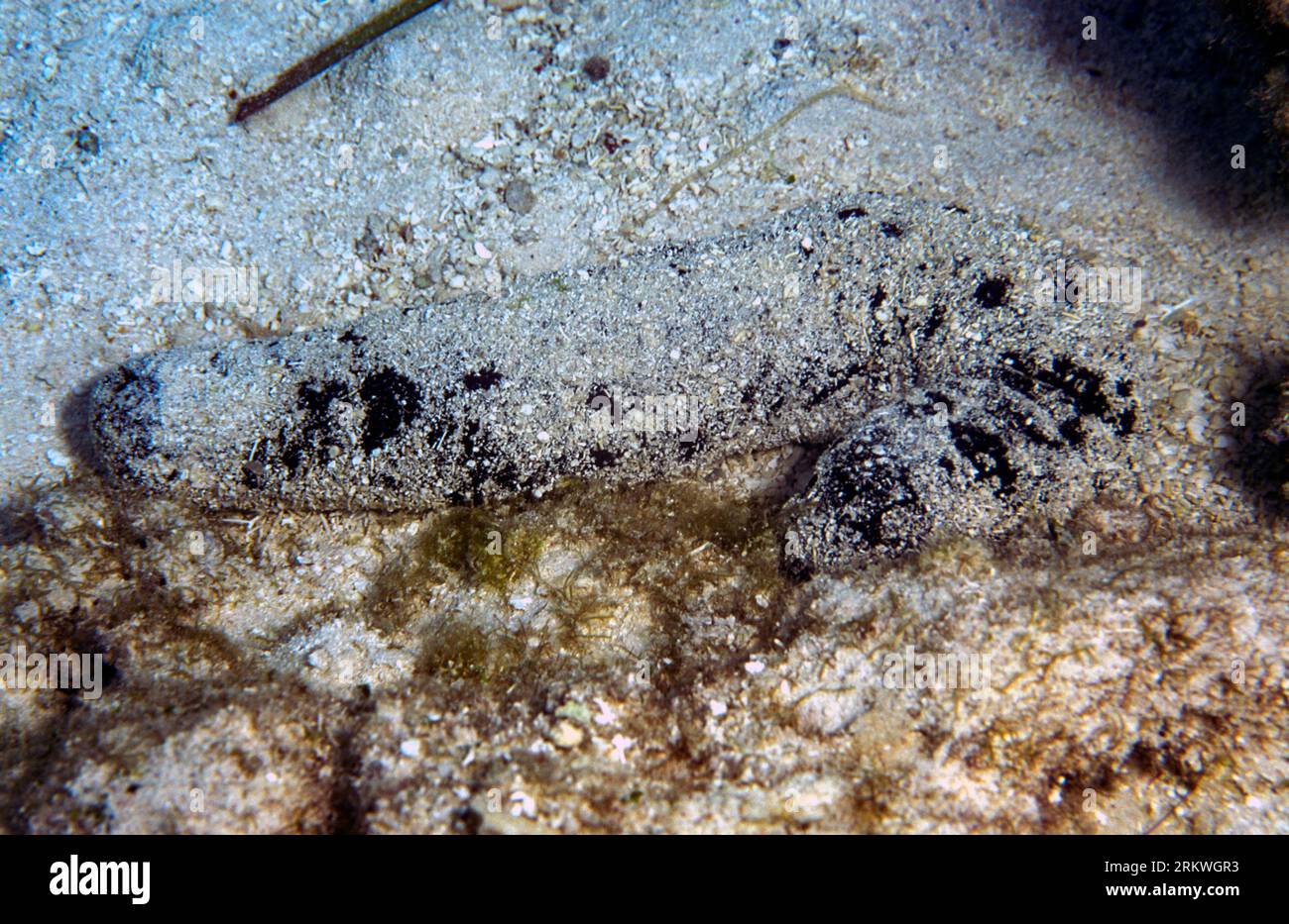 Black sea cucumber (Holothuria atra) typically covered with sand particles. Photo from Rarotonga, Cook Islands, south Pacific. Stock Photo