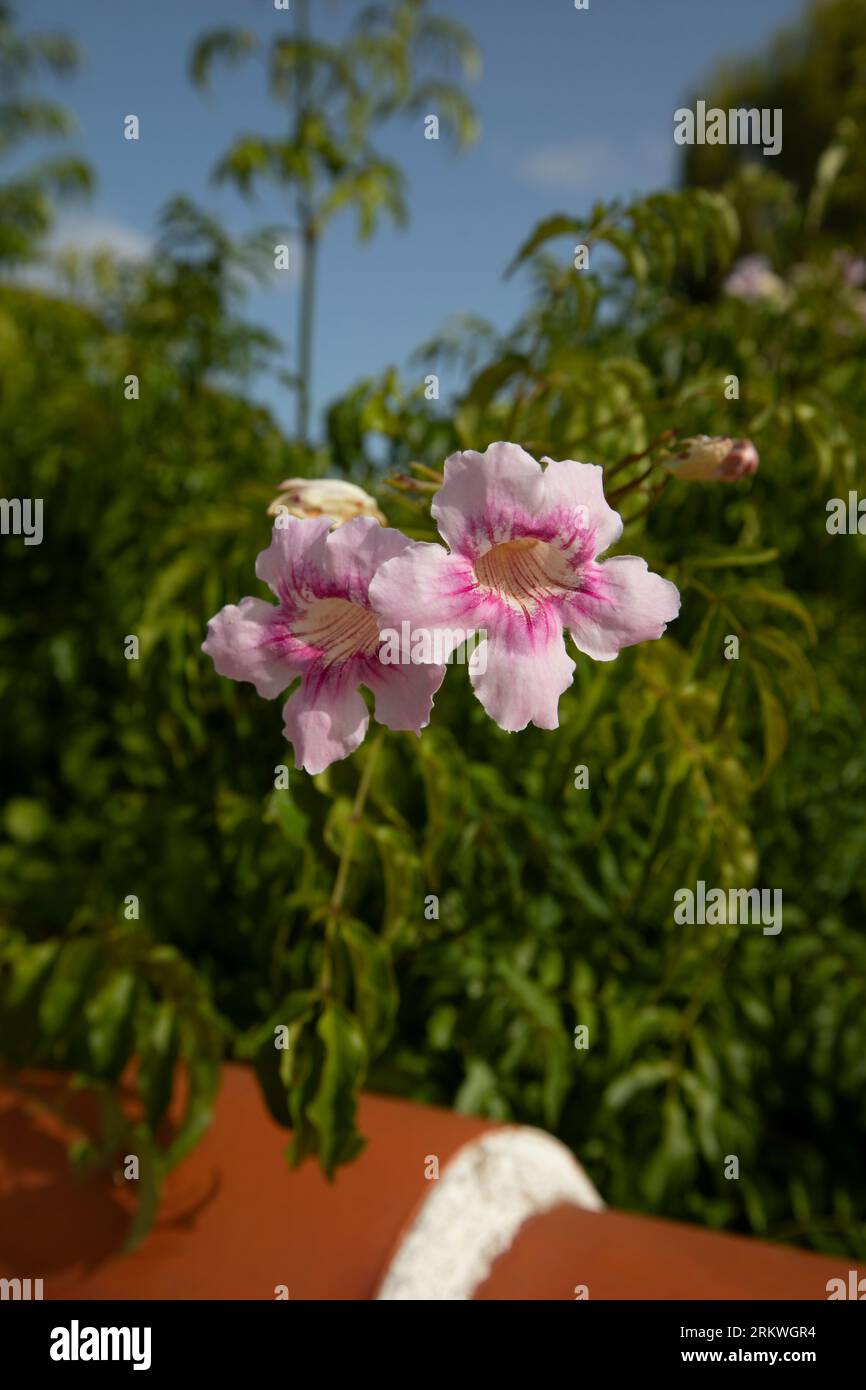Pink Podranea flower, Pink Trumpet Vine - Podranea risasoliana - in a garden in summer, Spain Stock Photo